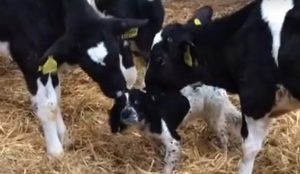 Snimak krava koje maze psa postao hit: “Misle da je tele” VIDEO