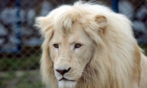 Užas u safari parku: Lav ubio čuvara