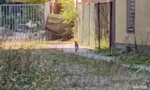 Došla po hranu: Lisica šeta banjalučkim ulicama VIDEO