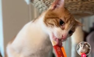 Reakcijom “osvojio” društvene mreže: Mačak probao sladoled prvi put u životu VIDEO