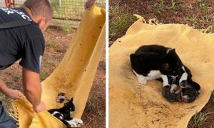 Nevjerovatna i humana priča! Vatrogasci s drveta spasili mačku koja se kotila