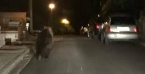 Medvjed prošetao ulicama Kupresa: Komentari na mrežama podijeljeni VIDEO