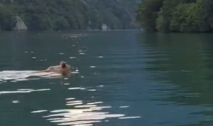 Opustio se u rijeci: Mrki medvjed mirno preplivava Drinu! VIDEO