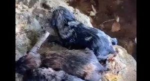 Čovjek bacio vreću s psićima u ledenu Neretvu – dječak skočio u rijeku da ih spasi VIDEO