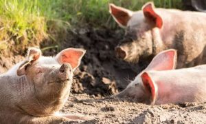 Užas iz Bijeljine: Eutanazirane svinje bacaju u jame sa živima VIDEO