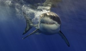 Zaštićena vrsta: Hrvatski ribari ulovili velikog bijelog morskog psa