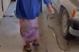 Baka pokazala hrabrost: Golim rukama izbacila zmiju iz šupe VIDEO