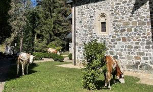Skrnavljenje svetog mjesta: Krdo krava u porti pravoslavnog manastira u Vozući FOTO