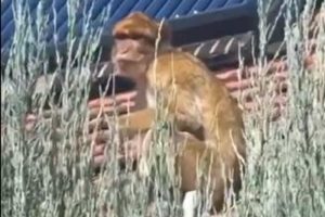 Beograđani u nevjerici: Majmun se šetka na krovu kuće VIDEO