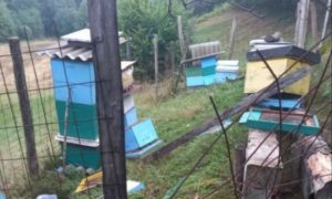 Pčelar danima na velikim mukama: Medvjed do sada uništio 25 košnica