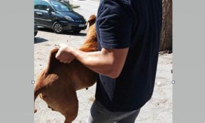 Plašio djecu i građane: Komunalna reagovala, uklonjen agresivni pas staford sa ulice
