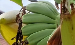 Nesvakidašnji prizor na zapadu: Vjerovali ili ne – u ovom dijelu BiH rodile banane