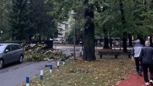 Čeka se dolazak nadležnih ekipa: Palo drvo u banjalučkom parku