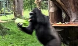 Urnebesno! Snimak gorila koje bježe od pljuska će vas nasmijati do suza VIDEO