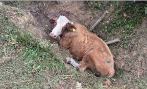 Upala u rupu i nije mogla sama da izađe: Banjalučki vatrogasci spasavali kravu FOTO