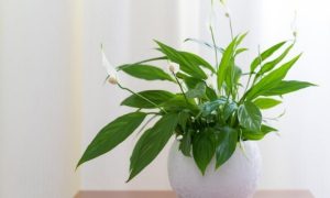 Želite smanjiti prašinu u domu? Ove predivne sobne biljke postaće vam najveći saveznik