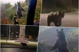 Stanovnici zabrinuti: Medvjedi šetaju ulicama Kupresa VIDEO