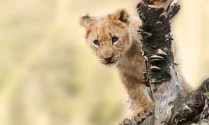 Šok! Nasred kolovoza nađeno mladunče lava, i policija se uključila u slučaj VIDEO