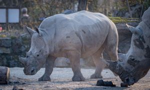 Tragedija! Nosorog ubio ženu u zoološkom vrtu, teško ranjen 34-godišnji muškarac