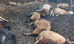 Vukovi zaklali 17 ovaca u selu: “Čuo sam pse kako laju”