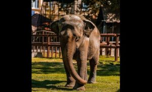 Uživala u bundevama i dvopecima: Uginula slonica Tvigi, miljenica ZOO vrta