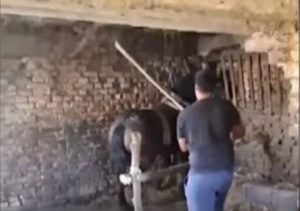 Motkom tukao konja: Tokom premlaćivanja životinje sve snimali VIDEO