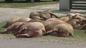 Uznemirujući prizori u Slavoniji: Eutanazirane svinje ostavljene su da leže mrtve na ulici