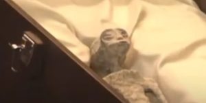 Šokirao prisutne! Ufolog ispred Kongresa otvorio dva kovčega i prikazao navodna tijela vanzemaljaca VIDEO