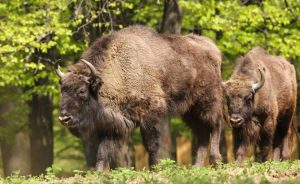 Izgubio bitku za život: Uginuo bizon Đuka sa Fruške gore