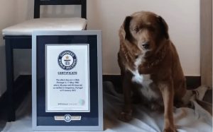 Bobi živio 31 godinu i 165 dana: Uginuo najstariji pas na svijetu