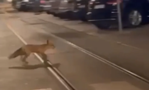 Pretrčava ulicu i grabi preko šina: Lisica snimljena usred grada VIDEO