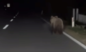 Opušteno, nema šta! Medvjed šetao magistralnim putem Banjaluka – Teslić VIDEO