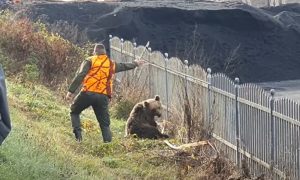 Životinja nažalost ostala bez noge: Medvjeda udario automobil VIDEO