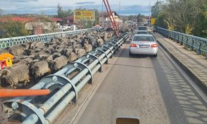 Vozači oprez: Nenadani putnici na mostu u Klašnicama