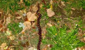 Topli oktobarski dani izmamili zmije: Poskok uznemirio Banjalučane FOTO