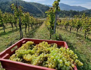U carskim vinogradima počela berba žilavke: 2.000 godina daje fantastične rezultate