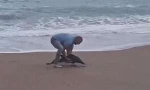 Nesvakidašnji prizor! More izbacilo mladunče delfina na plažu Jaz, spasio ga muškarac