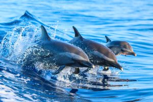 Naučnici upozoravaju: Delfini u Crnom moru su na ivici izumiranja