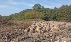Prijavljeno policiji: Ukradeno više od 17 kubika drva