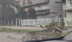 Vozači oprez: Srušeno drvo u banjalučkom naselju Borik