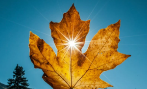Suncem “okupana” jesen se ne predaje: Živa na termometru skače i do broja 30