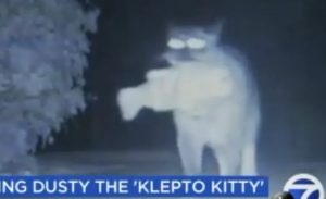 Klepto mačak: Od “Prašnjavog” čitava ulica strahovala VIDEO