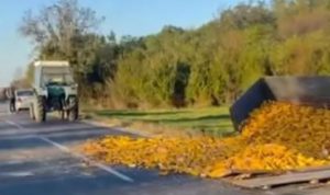 Dva traktora sletjela sa puta: Prikolica prevrnuta, kukuruz prosut po cesti VIDEO