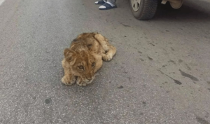 Otkazuju joj organi, prestala da uzima hranu: Mala lavica Kiki sve lošije