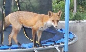 Domaćine iznenadio nezvani gost! Lisica se poigrala na trampolini u Banjaluci
