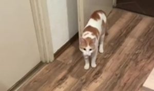 Kriza identiteta: Mačak umislio da je pas pa trči za lopticom i donosi je vlasniku VIDEO