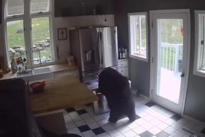 Zanimljiv video: Medvjed ušao u kuću i “ukrao” lazanje