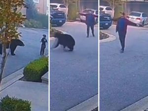 Dramatičan snimak: Medvjed se zatrčao ka mališanu, a reakcija ovog čovjeka je spriječila katastrofu VIDEO