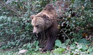 Slovačka u strahu: Na sjeveru vanredno stanje zbog pojave medvjeda