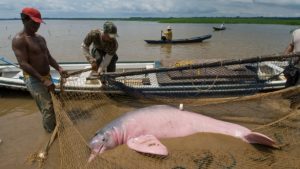 Više od 100 delfina uginulo u Amazonu kada je temperatura vode dostigla 39 stepeni Celzijusa